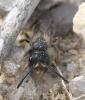 Andrena sp.